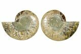 Cut & Polished Ammonite Fossil - Madagascar #364775-1